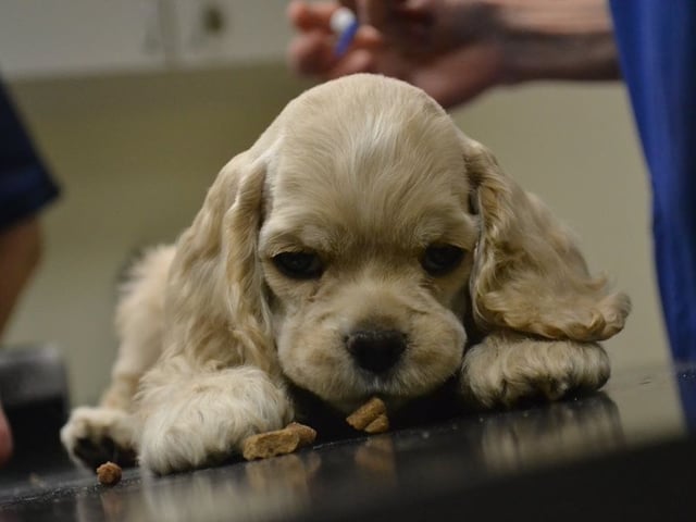 Amerikansk cocker spaniel