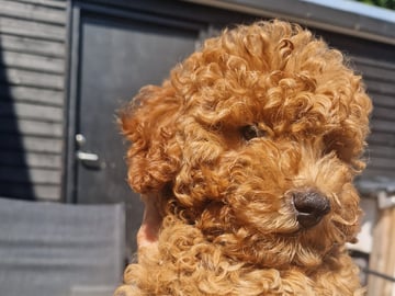 Dream Puppy