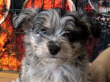 Chihuahua blandras · Bålsta · Bålsta