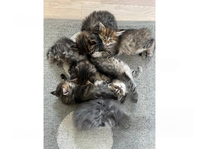 Sibirisk kat