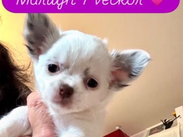 Chihuahua · Nacka · Andréa Fleischer