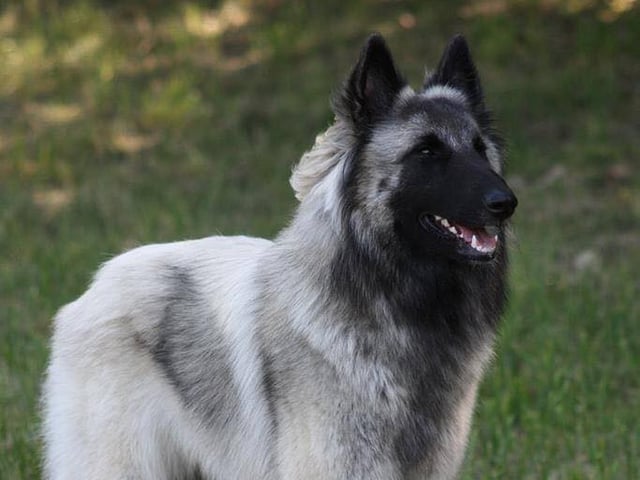 Belgisk hyrdehund – Tervueren