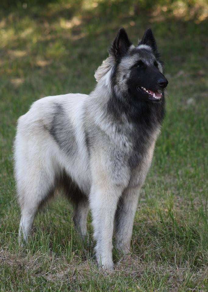 Belgisk fårehund, tervueren