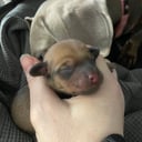 Dvärgtax Pomeranian Mix