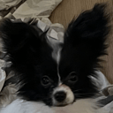 Papillon