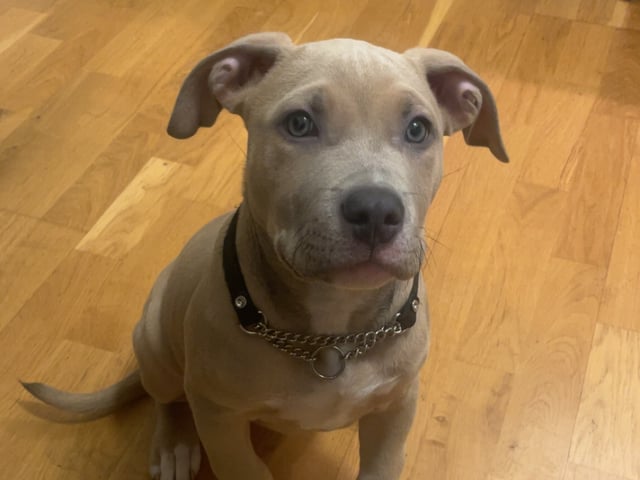 American staffordshire terrier