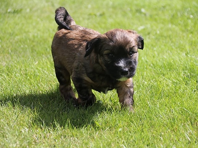 Tibetansk terrier