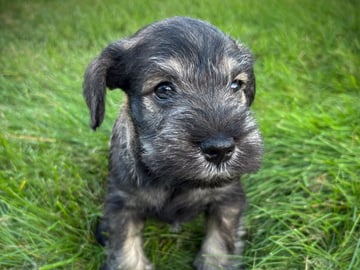 Dværgschnauzer · Partille · Encalnas' Kennel