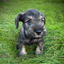 Dvärgschnauzer