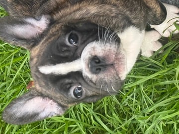 Fransk bulldog · Sandnes · Beatrice Aase-Myrén
