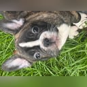 Fransk bulldogg
