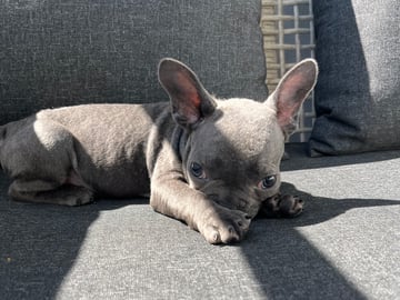 Fransk bulldog · Norrköping · Emiras frallor