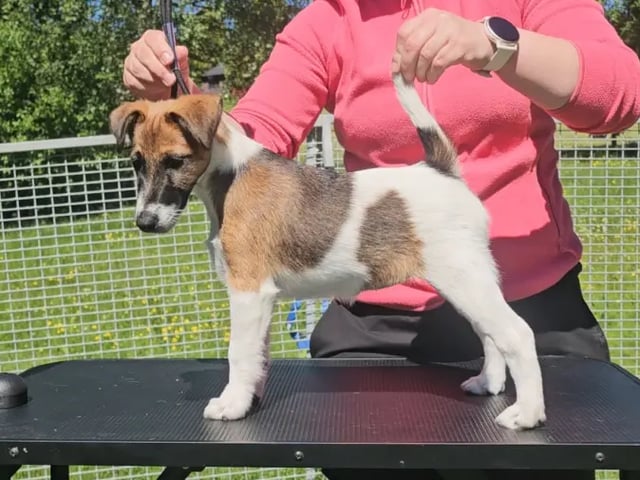 Glatfoxterrier