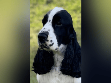 Passion Spaniels