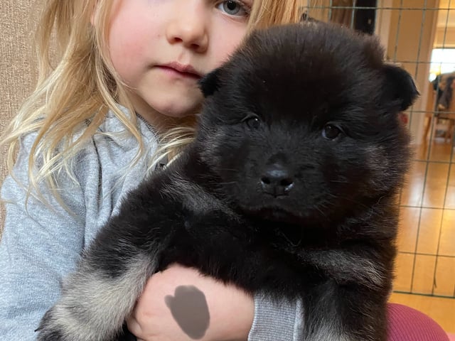 Eurasier