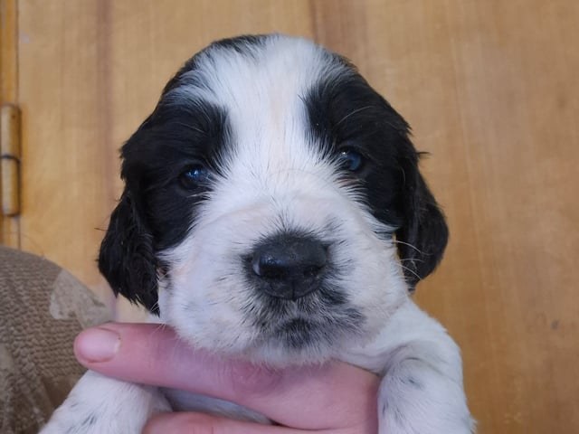Engelsk springer spaniel