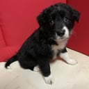 border collie