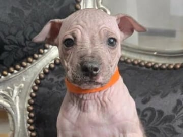 American hairless terrier · Upplands Väsby · AHT