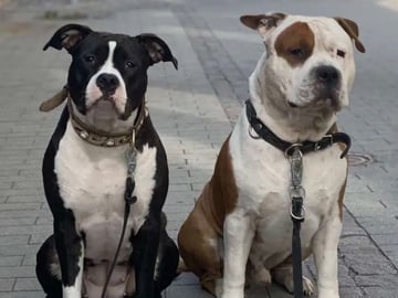 Patrick Nielsen Amstaff