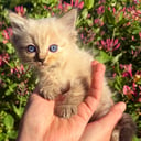 Ragdoll