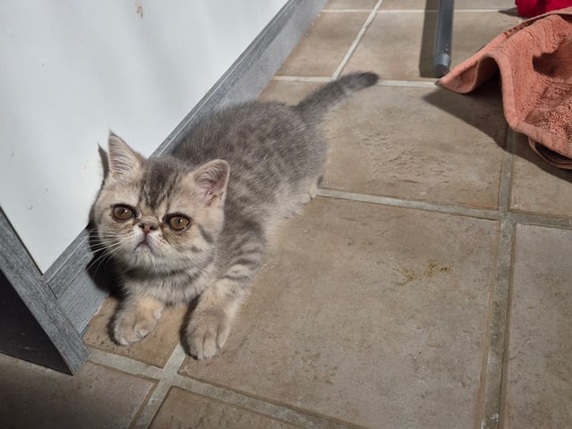 Exotic Shorthair