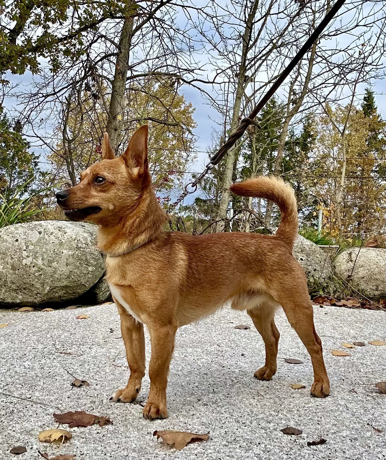 Hälsa