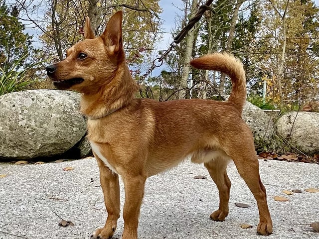 Portuguese Podengo Pequeno · Tjodalyng · Lulubelle
