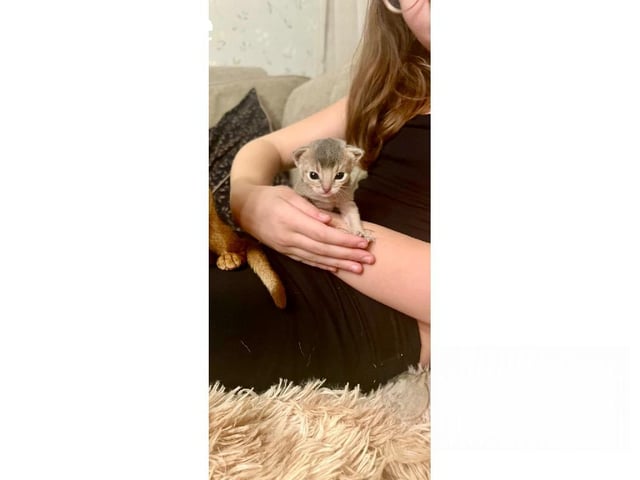 Abyssinier