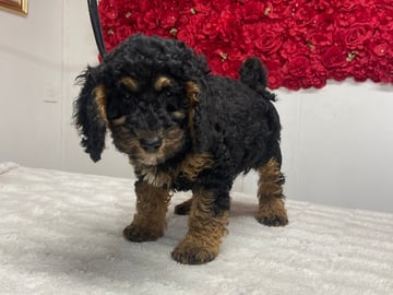 Shihpoo · Nol · Lyckliga Vovven