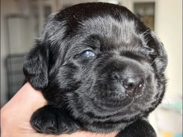 Labrador retriever · Erdal · Annettes Dreamangel