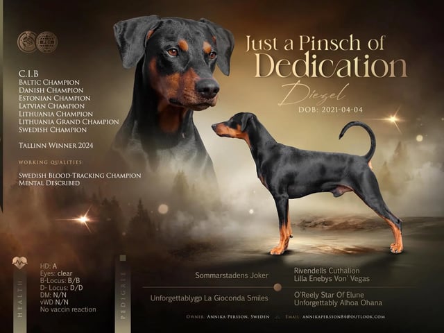 Pinscher