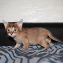Exotic Shorthair