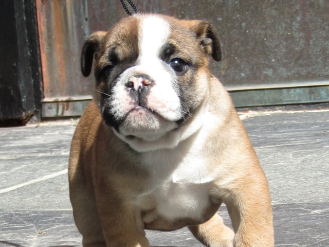 Engelsk bulldog