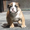 Engelsk bulldog