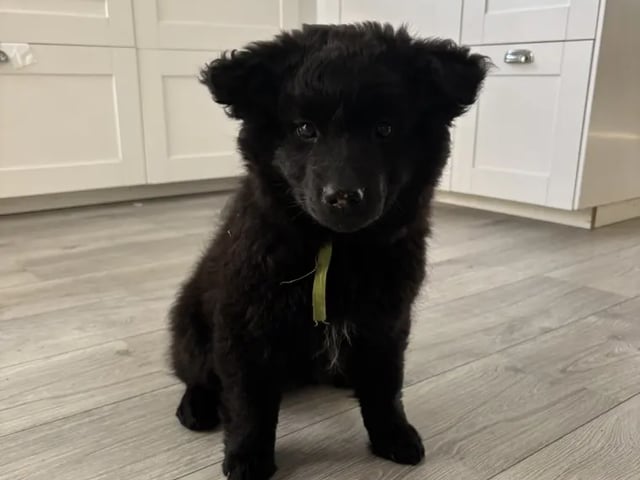 Svensk lapphund