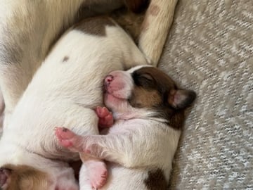 Danish Swedish Farmdog · Hemsedal · Kristin Lysne Larsen