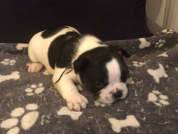 Fransk bulldog · Sollentuna · Maclaren