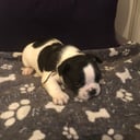 Fransk bulldogg