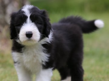 Bearded collie · Hammarö · Hillbacka