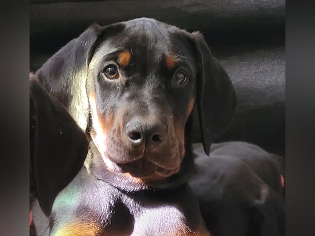 Dobermann