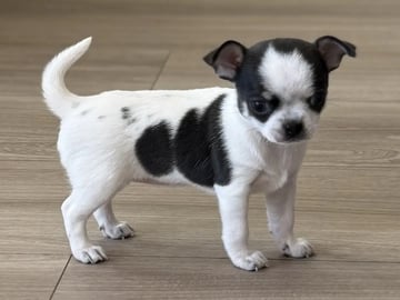 Chihuahua · Gravdal · Anette Fredriksen