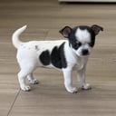 Chihuahua