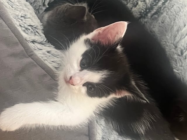 Kattunge: Hona 2