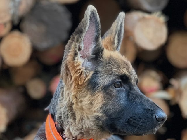 Schæferhund