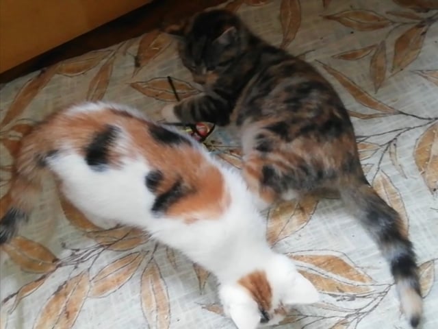Maine Coon · Jordbro · Ditta R.