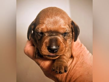 Your Choice Kennel