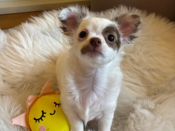 Chihuahua · Nacka · Andréa Fleischer