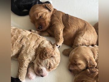 Cockapoo · Fornebu · Kaja F.