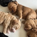 Cockapoo