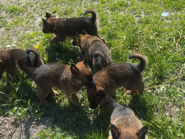 Belgisk hyrdehund – malinois